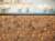 L'Antic Colonial Drop Copper Brushed 29,5x29,6 - Mozaika — ambient